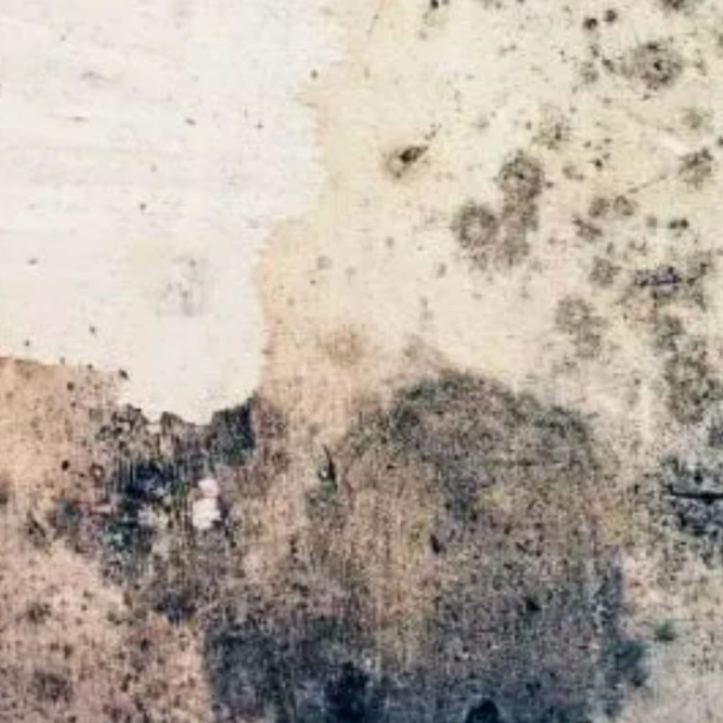 black mold on concrete