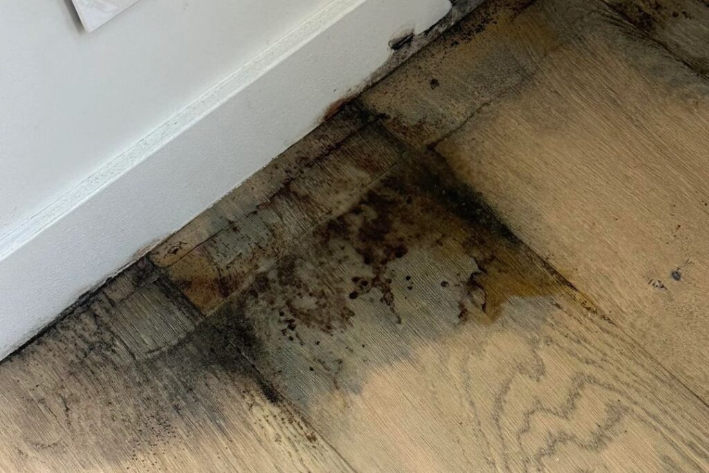 black mold on hardwood floor