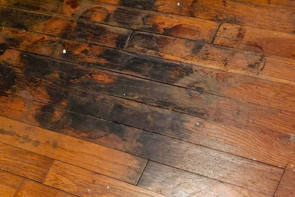 black mold signs on hardwood flooring