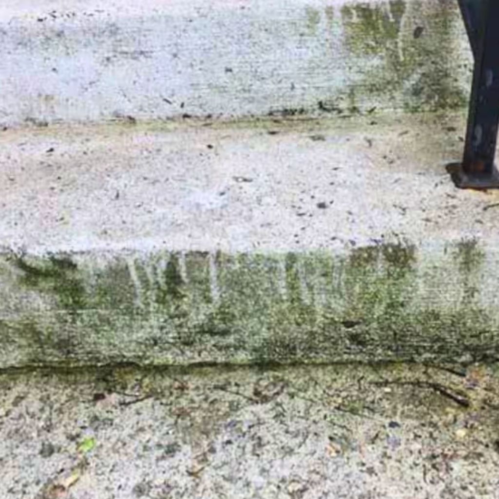 green mold on concrete