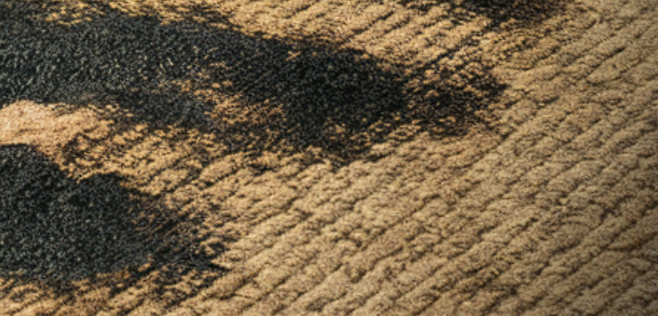 mold signs on carpet