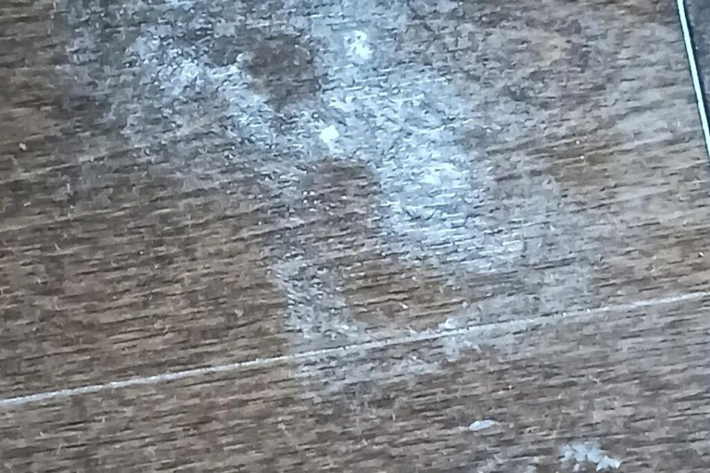 white mold signs on hardwood floor