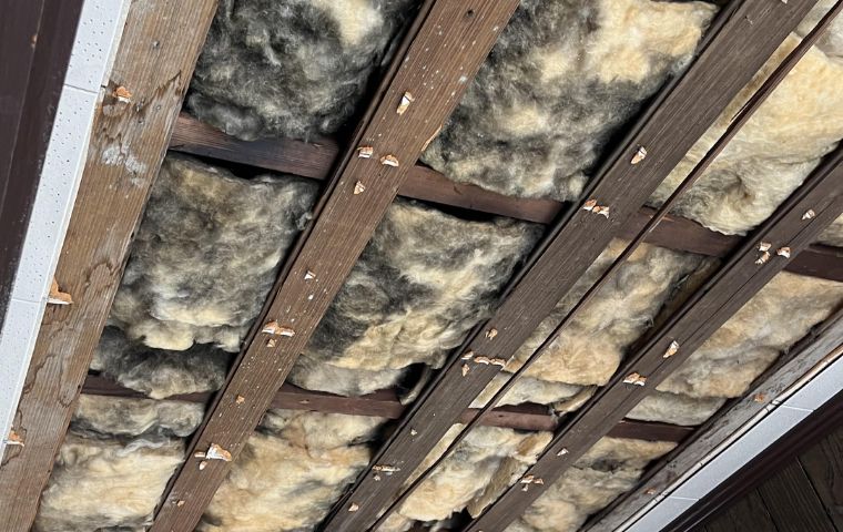 Black mold on insulation picture