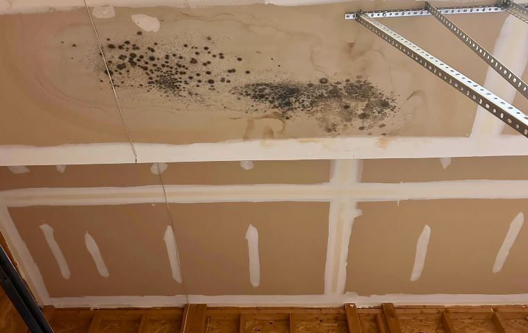 mold on garage ceiling