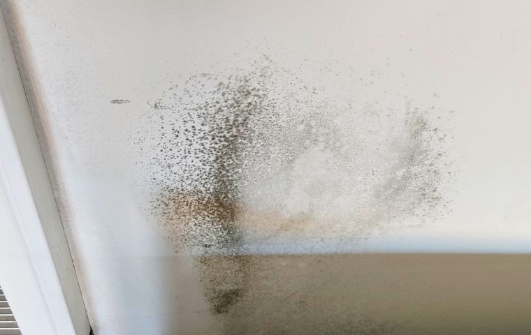 mold on garage drywall