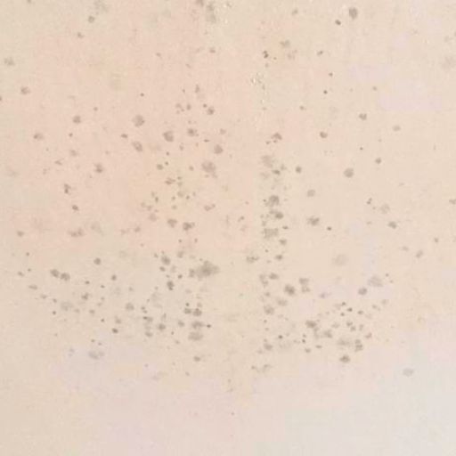 mold on plaster