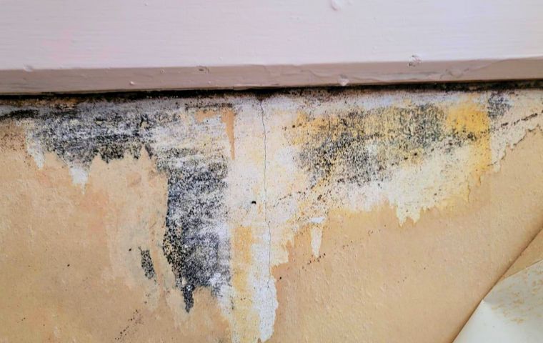 peeling wallpaper due to mold