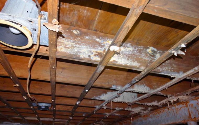 fuzzy and powdery appearance of white mold on floor joists