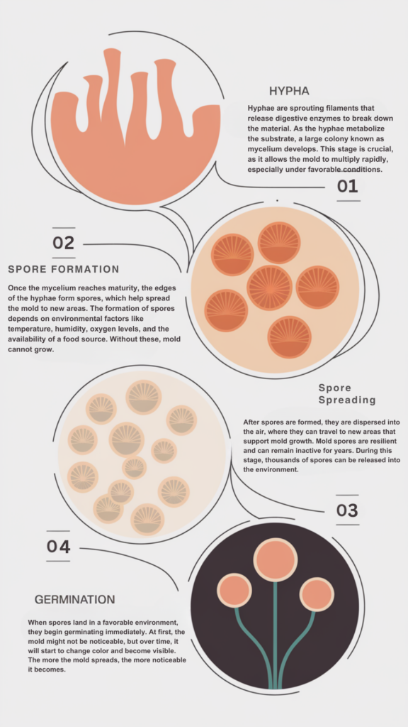 how mold spreads